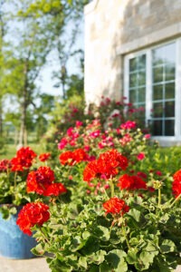 Red flowers outside of building