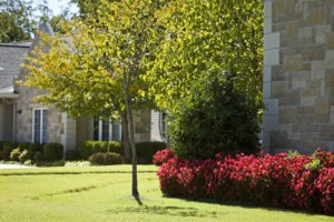 Tree outside of building with red flower bushes in the background