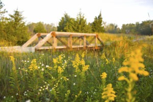 Yellow wildflowers with a wooden walking bridge in the background